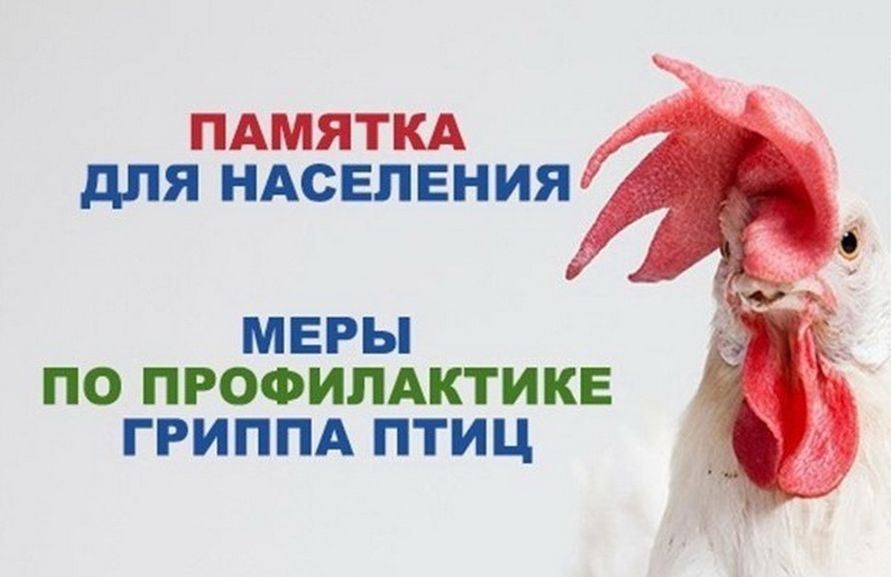 ИНФОРМАЦИЯ ПО ПРОФИЛАКТИКЕ ЗАНОСА И РАСПРОСТРАНЕНИЯ ВИРУСА ГРИППА ПТИЦ.