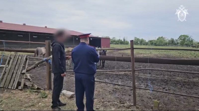 Следователи СК России проводят следственные действия на конезаводе в Александровском округе.