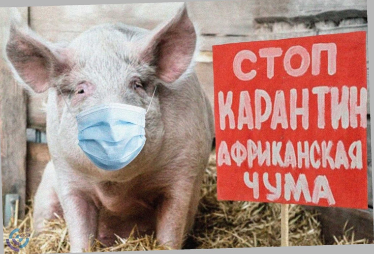 ИНФОРМАЦИЯ ПО ПРОФИЛАКТИКЕ ЗАНОСА И РАСПРОСТРАНЕНИЯ АФРИКАНСКОЙ ЧУМЫ СВИНЕЙ. ИНФОРМАЦИЯ ПО ПРОФИЛАКТИКЕ ЗАНОСА И РАСПРОСТРАНЕНИЯ АФРИКАНСКОЙ ЧУМЫ СВИНЕЙ.