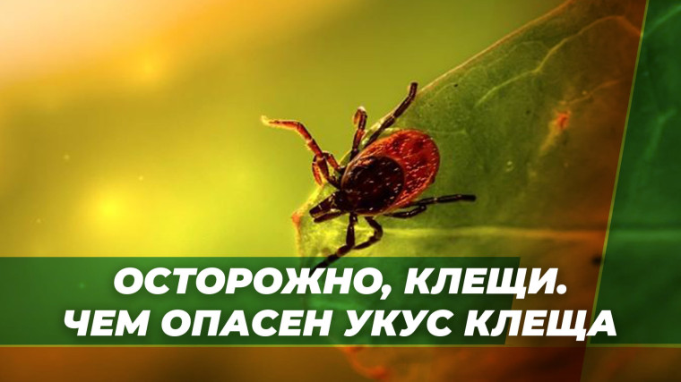 Осторожно клещи!. Осторожно клещи!.