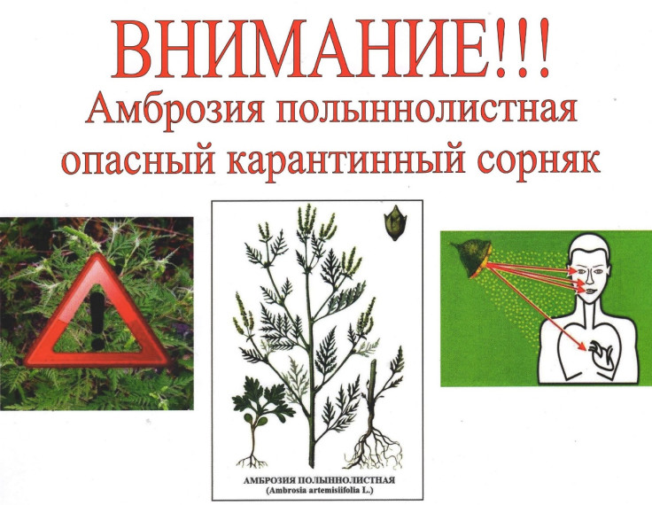 ВНИМАНИЕ! АМБРОЗИЯ ПОЛЫННОЛИСТНАЯ!. ВНИМАНИЕ! АМБРОЗИЯ ПОЛЫННОЛИСТНАЯ!.